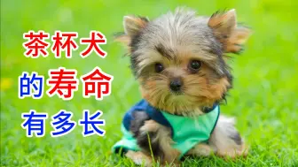 Download Video: 茶杯犬的寿命有多长？