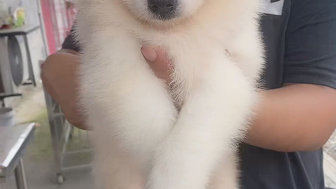 熊版的萨摩耶