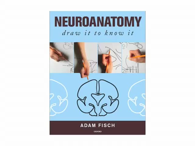 [图]「神经科学」Autonomic Fiber Arrangements-Neuroanatomy Tutorial