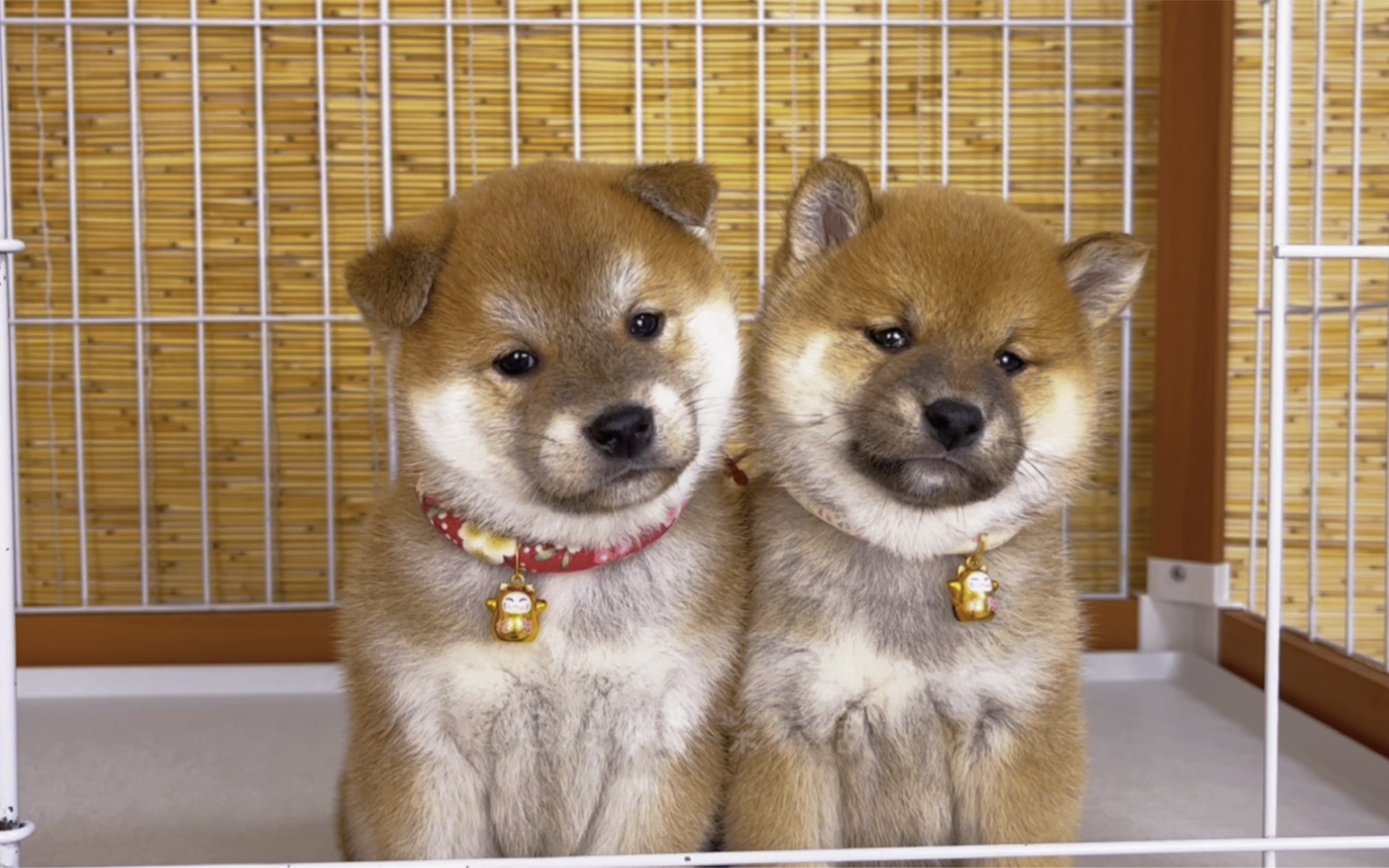 柴犬宝宝|两只灵活的小胖子!打架可太逗了09