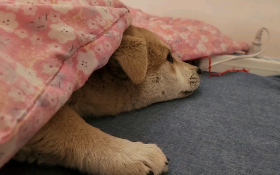 小懒虫赖我的被窝