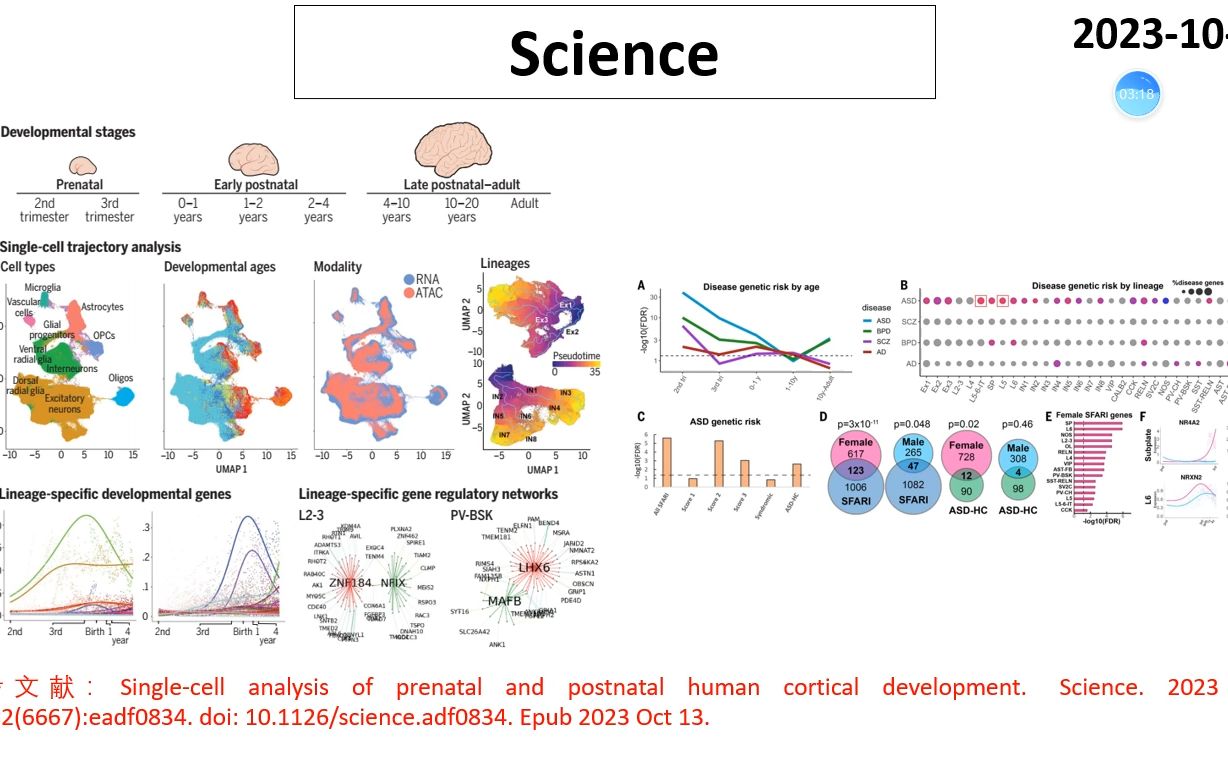 Science—人类的大脑是如何生长发育的?哔哩哔哩bilibili