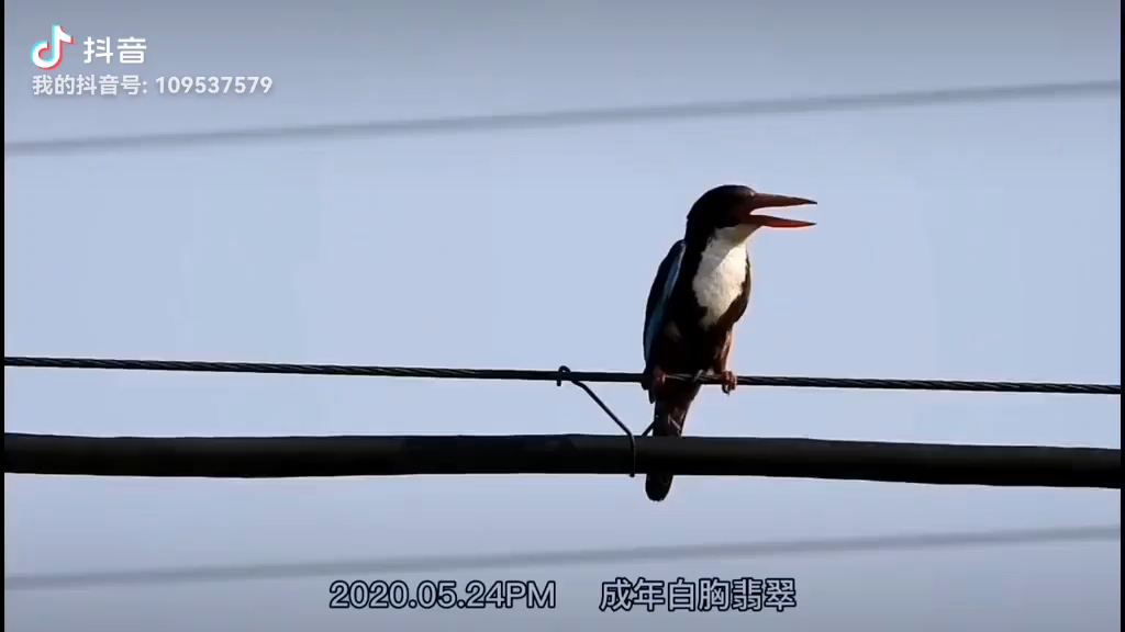 家门口的白胸翡翠:快门和鸟叫声怎么这么贴合,每次拍摄都是独一无二的