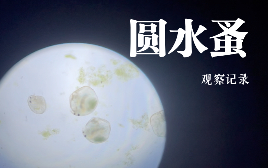 活动  【科普】圆水蚤——水里有什么