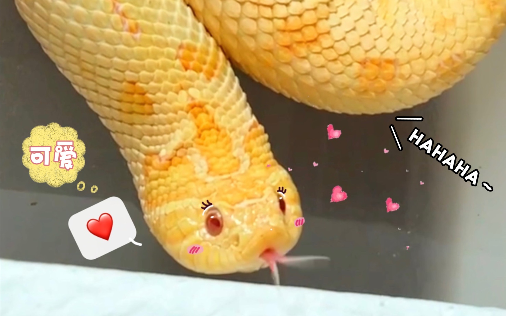 猪鼻蛇胖猪猪怀孕记上