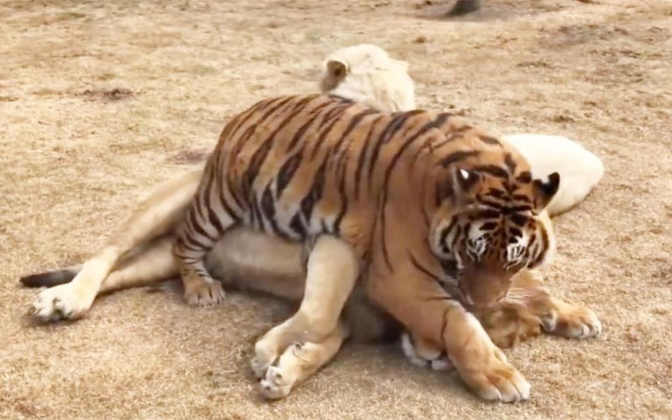 老虎遇上狮子,雄狮被老虎按在地上,谁会更胜一筹呢