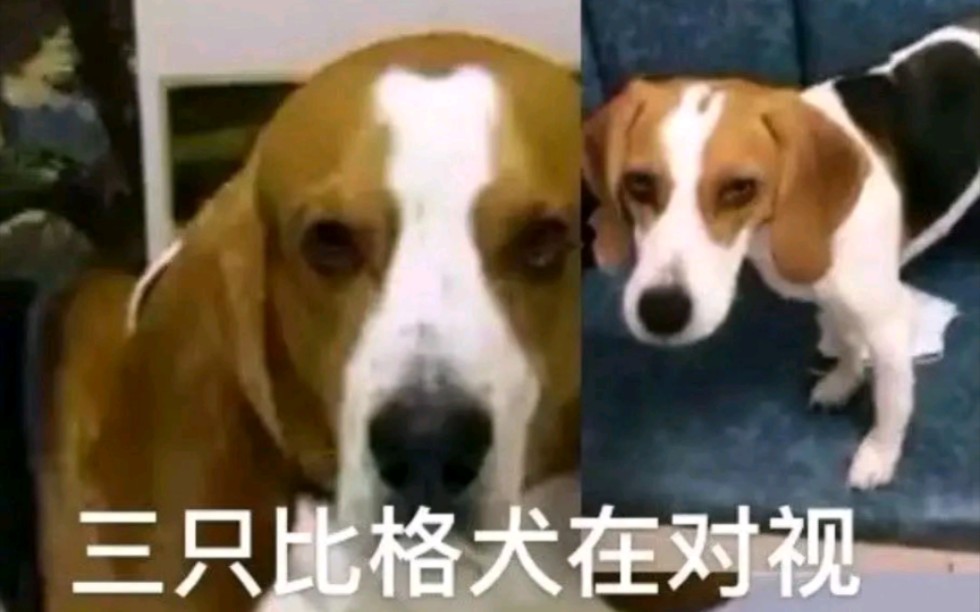 比格犬表情包2哔哩哔哩bilibili