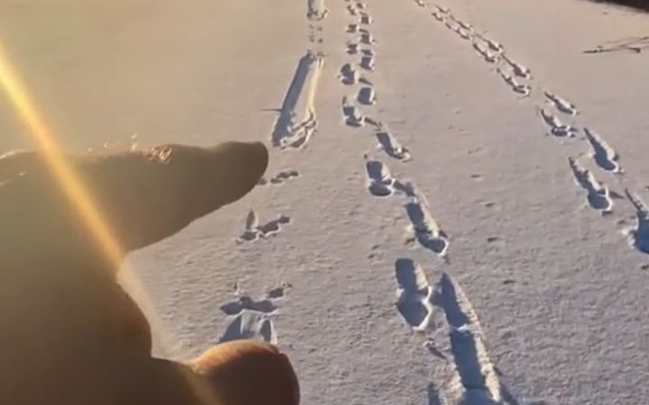 网友在雪地里发现神秘生物的脚印,结果没想到是它.哔哩哔哩bilibili