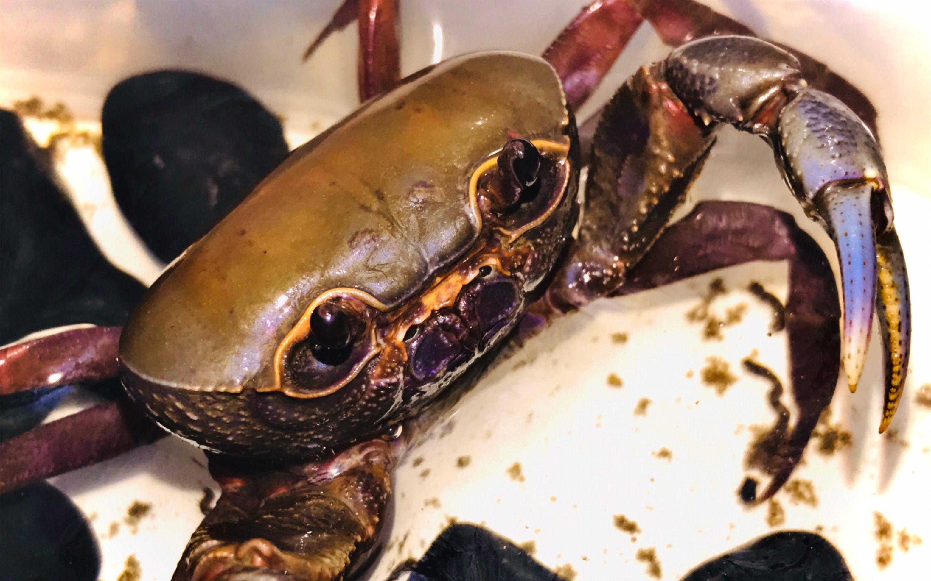 戴氏海南溪蟹粉碎了麻步甲