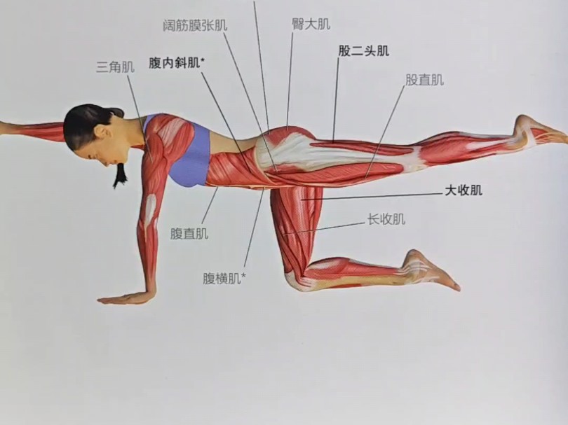 鸟狗式核心稳定性训练,提升腹部和臀背部肌肉力量,腰椎稳定能力,运动