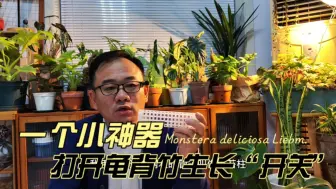 Descargar video: 一个小神器，打开龟背竹的生长小机关，加倍吸收水分营养，长到屋顶