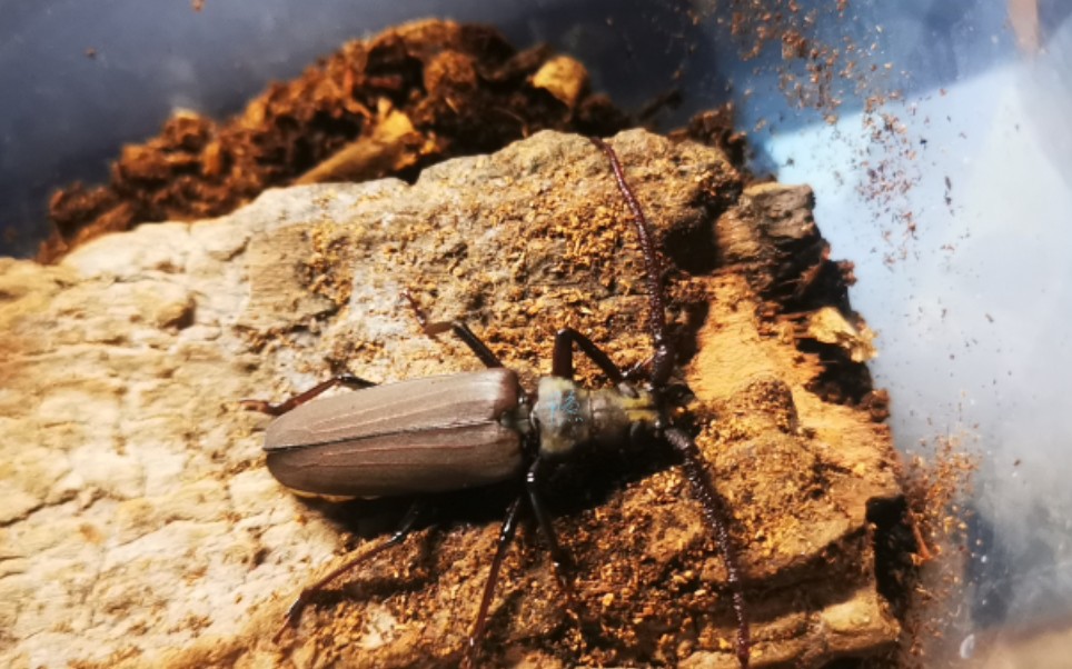 【动物圈】中华裸角天牛生活史_哔哩哔哩_bilibili