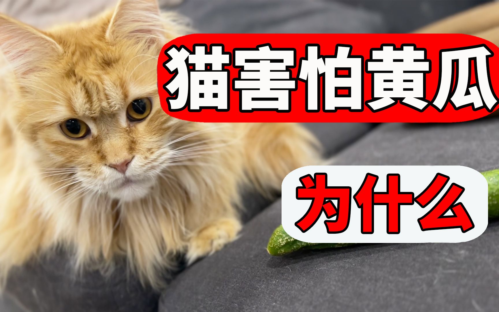 黄瓜能把猫吓飞?猫为什么怕黄瓜?真相竟是...【养猫迷思EP15】哔哩哔哩bilibili