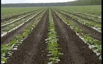 南瓜覆膜栽培技术 哔哩哔哩 Bilibili