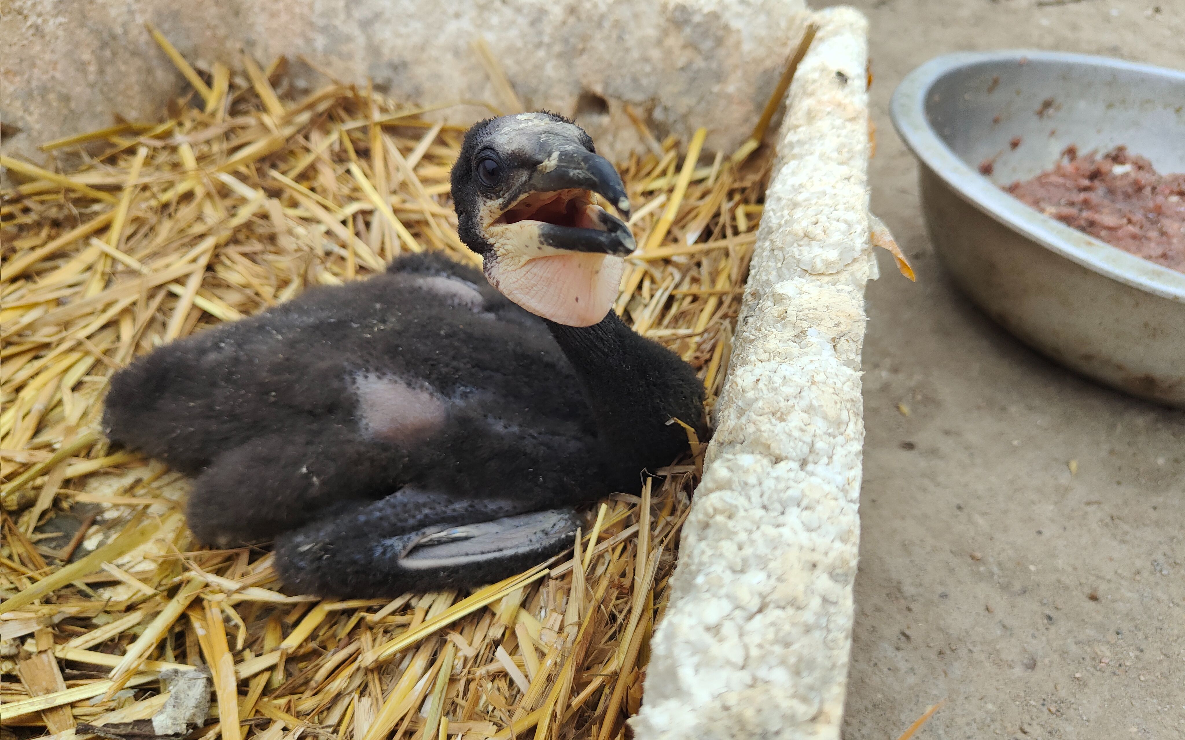 鱼鹰大爷饲养100多只鱼鹰1盆鱼肉1桶鱼还不够鱼鹰吃真能吃