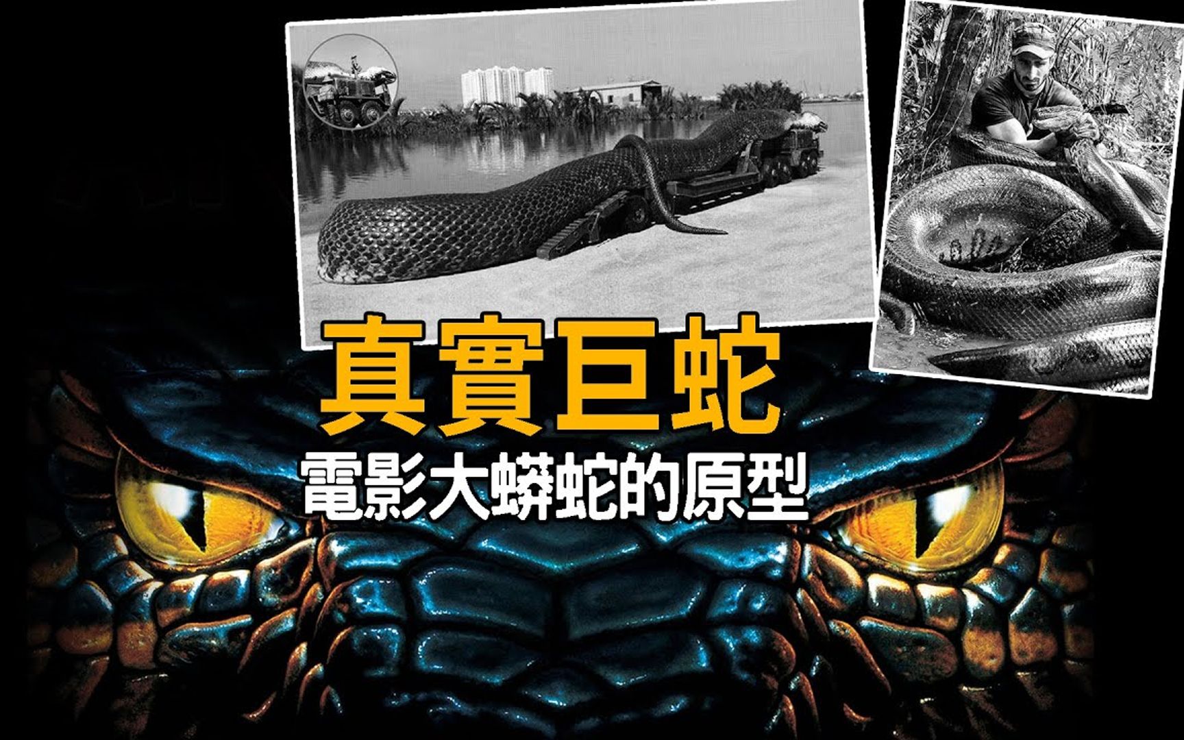 史前巨蟒再度出没1936年江苏射阳县巨蟒事件,2009年马来西亚婆罗洲30公尺巨蛇等,消息真伪难辨.地球上真实存在过的超级巨蟒哔哩哔哩bilibili