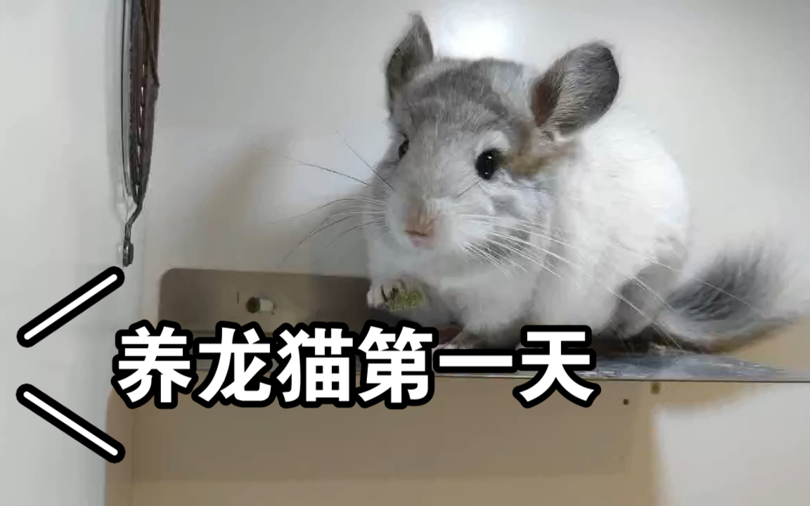 养龙猫第一天哔哩哔哩bilibili