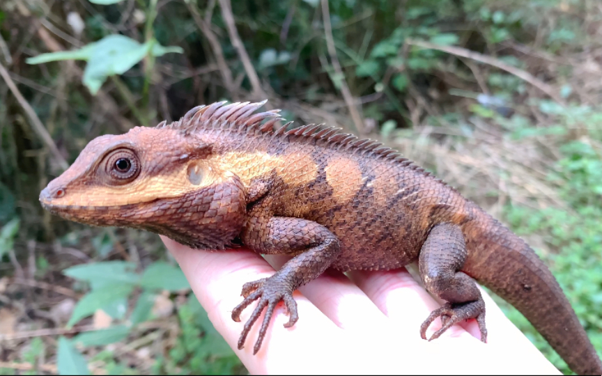 放生白唇树蜥,功德 1