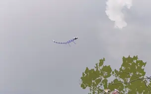 Скачать видео: 刚出生的小张龙—— 国宝野生扬子鳄张龙日常 护鳄世家