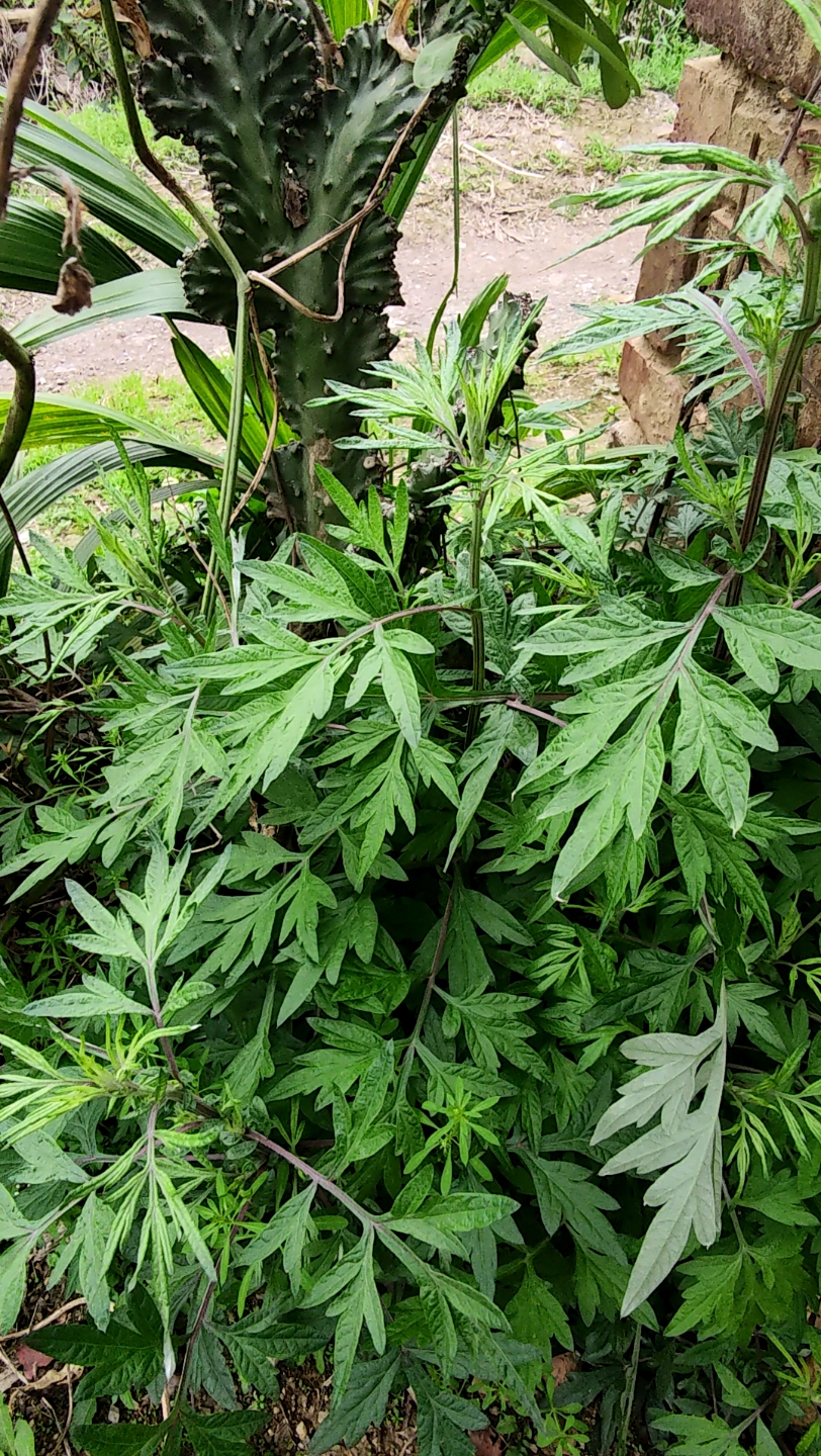 新鲜的山艾草
