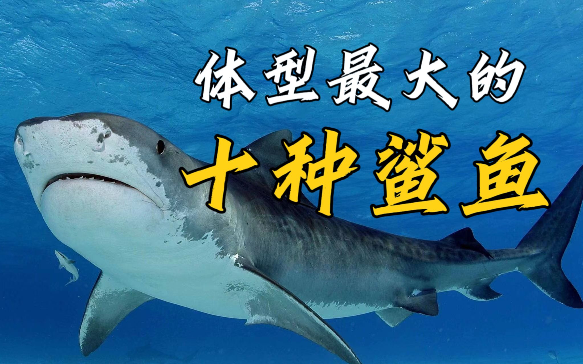 盘点体型最大的10种鲨鱼,一起领略深海的魅力,深海恐惧者慎入!