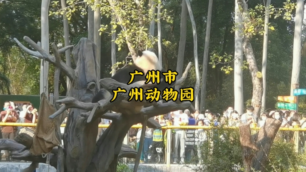 廣東廣州:廣州動物園,國家4a景區門票20元.