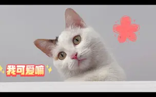 Download Video: 呜呜呜，猫猫怎么会那么可爱～