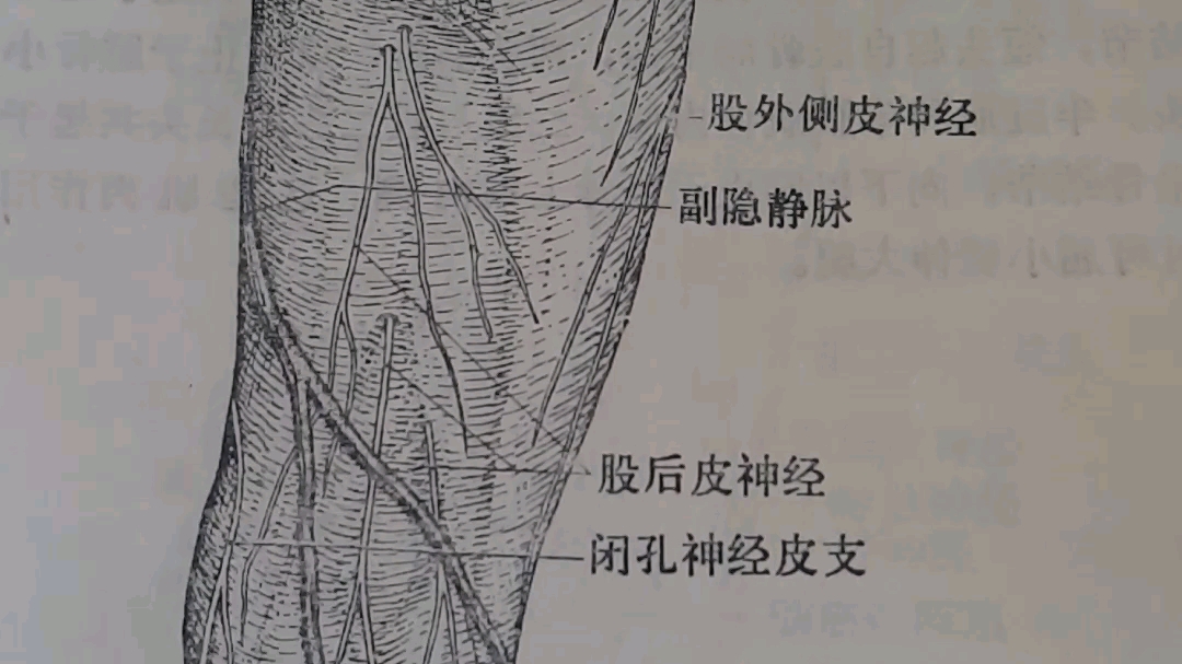 图483臀部及大腿后部皮下静脉及神经