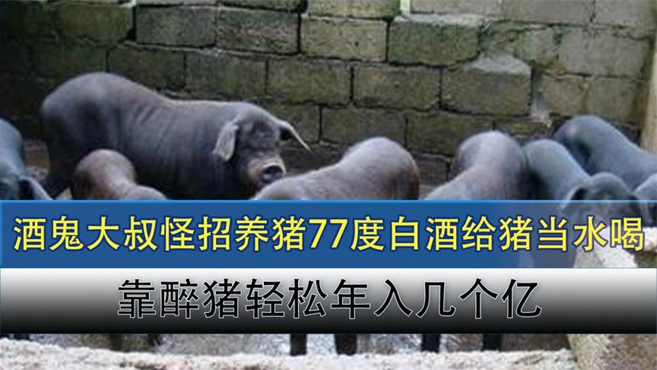 [图]东北大叔靠白酒养猪，每年成本节省500万，一年靠万头猪狂赚3个亿