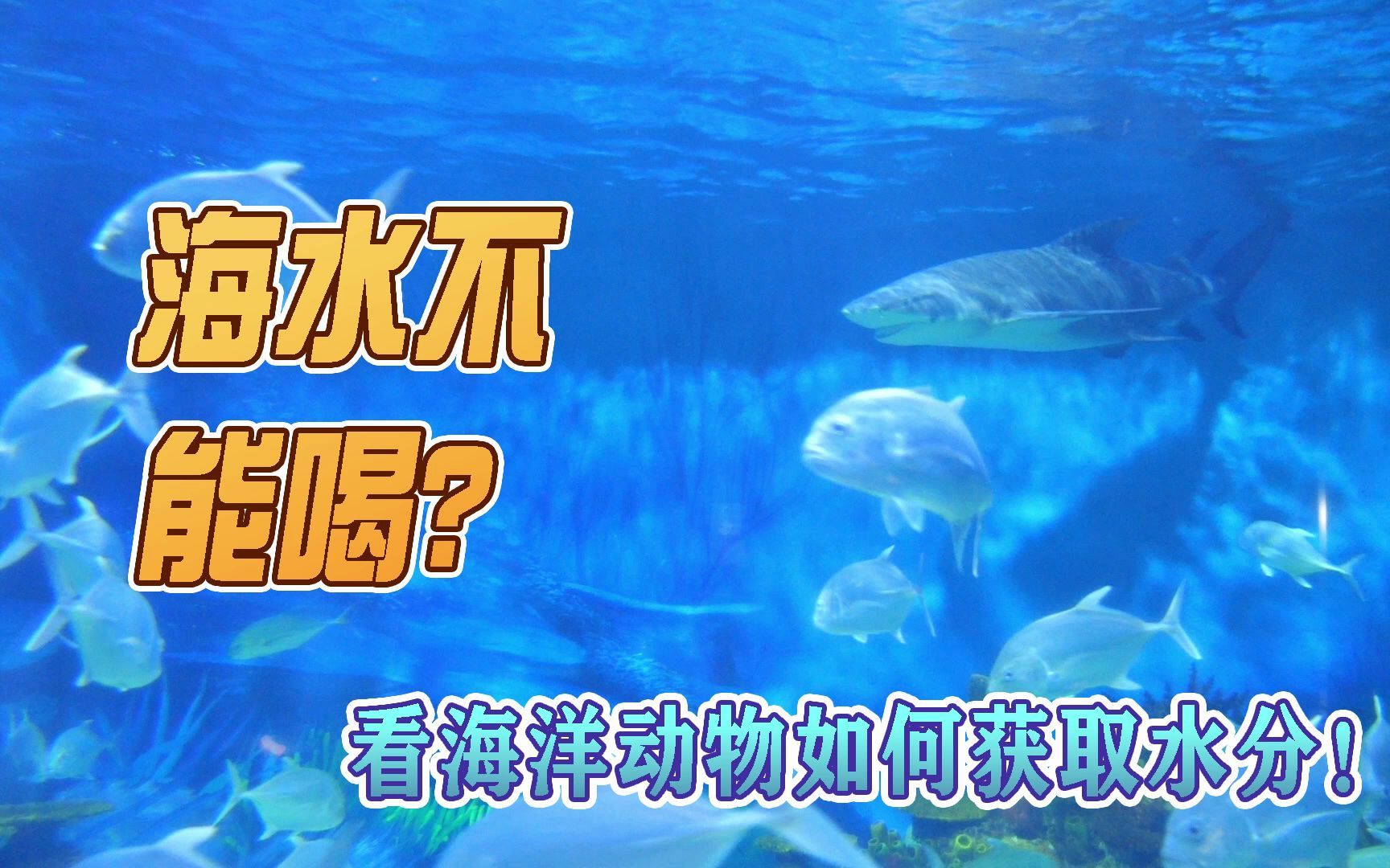 [图]海水不能喝？海洋动物补水方式原来是这样！