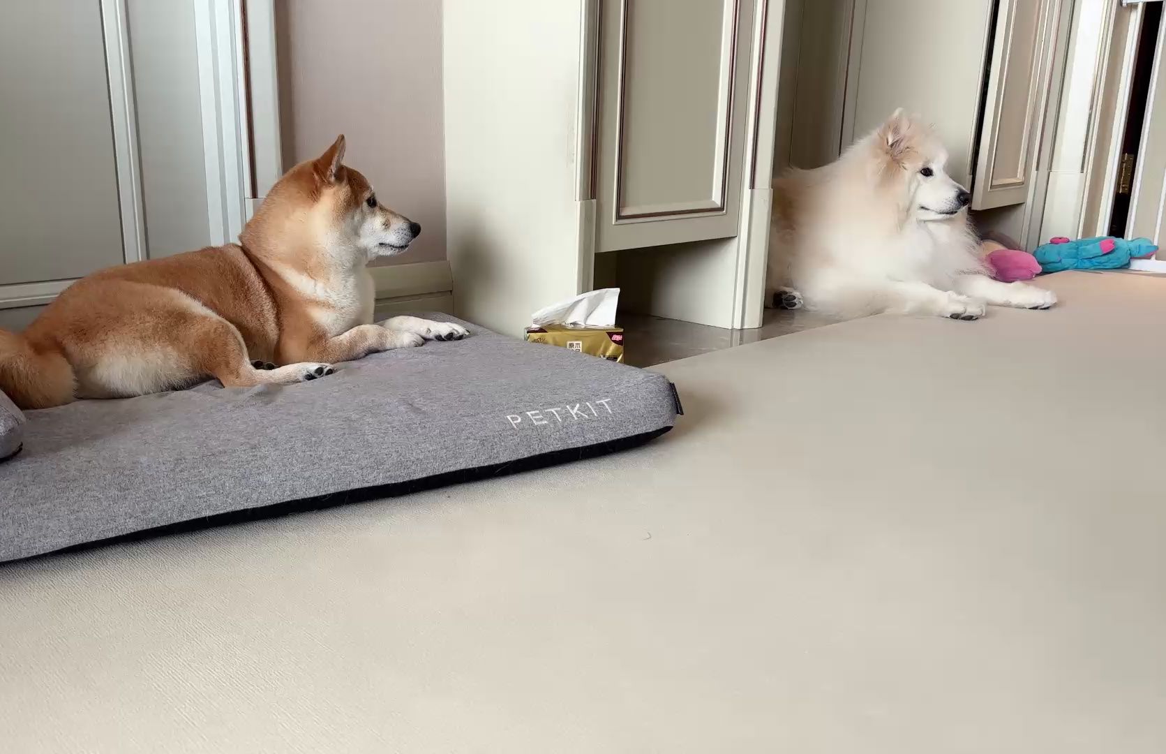 【巨龙和恶龙】240520周一小狗在家(1)