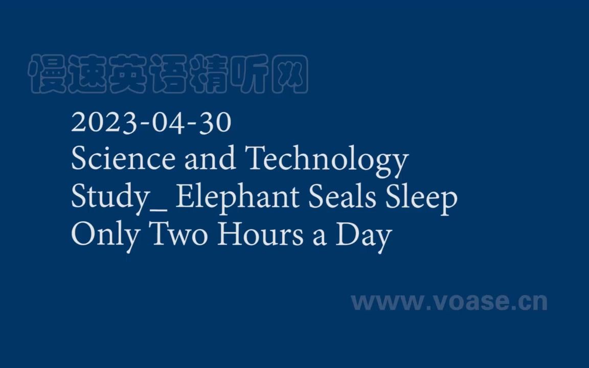 2023-04-30[sci&tech study_ elephant seals sleep only two hours