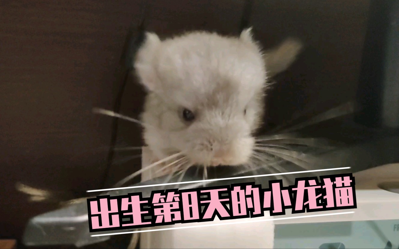 【龙猫】小龙猫成长日记哔哩哔哩bilibili