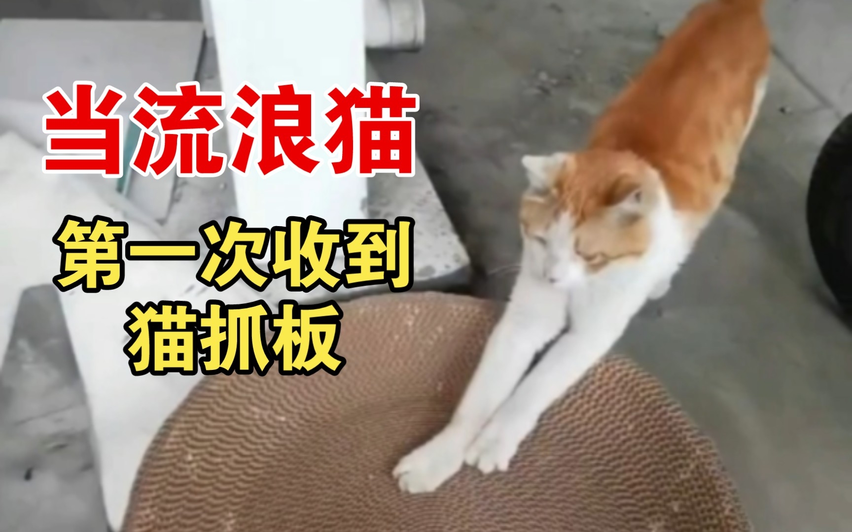 当流浪猫第一次收到猫抓板礼物哔哩哔哩bilibili