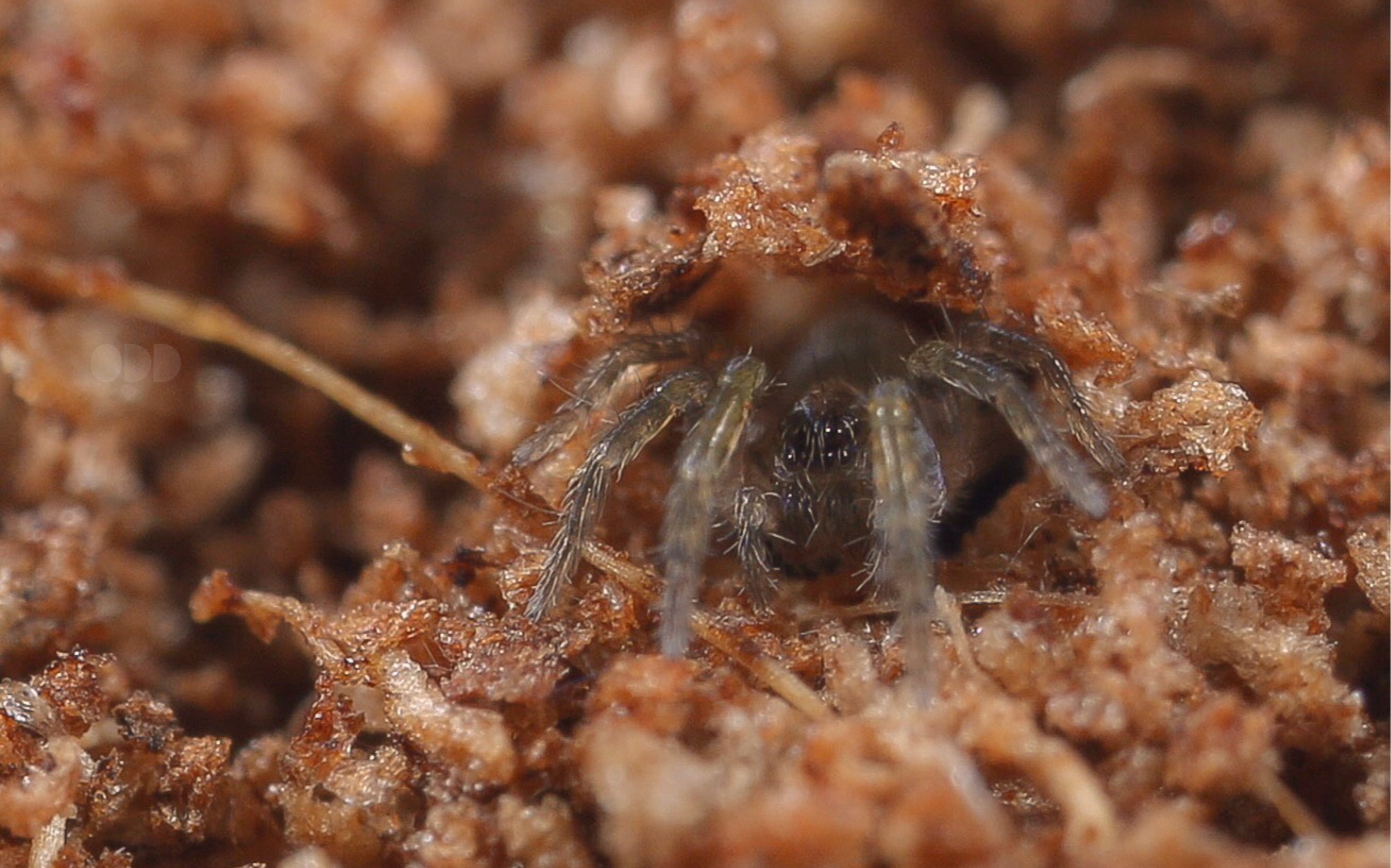 活门狼蛛捕食