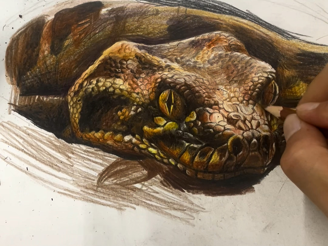 蟒蛇 彩铅手绘