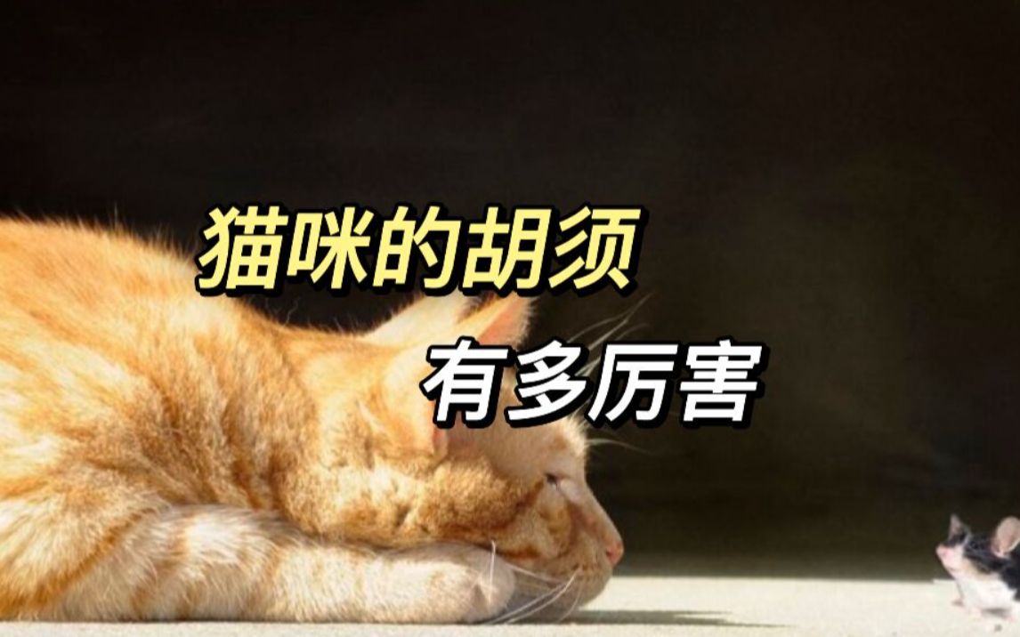 [图]没有胡须的猫咪怎么办