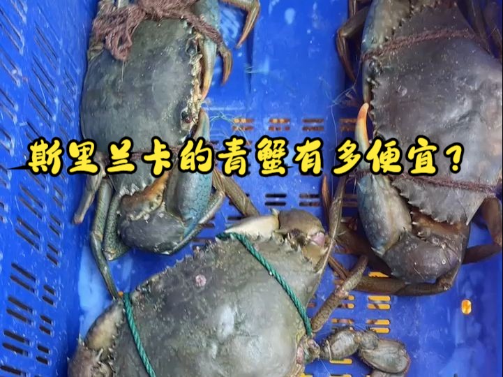 80一斤的膏蟹,还是半斤以上的个头?斯里兰卡的海鲜是真便宜啊!
