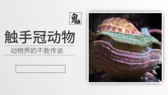 【鬼谷闲谈】触手冠动物：动物界的不胜传说