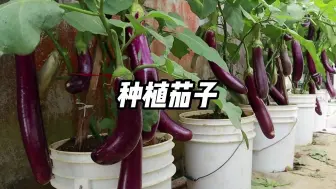 Tải video: 教你用废弃水桶种茄子，方法简单实用，阳台小院均可种植