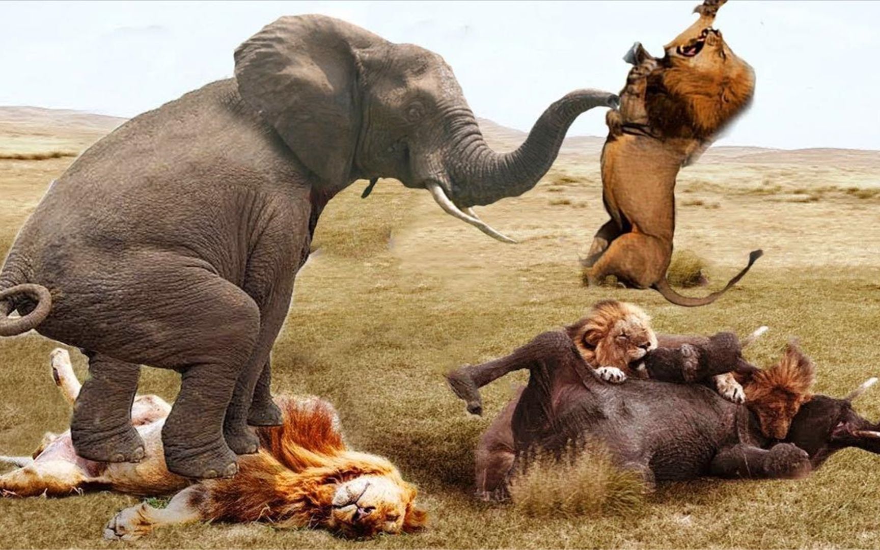 动物界王者的较量 大象与狮子的生死搏斗