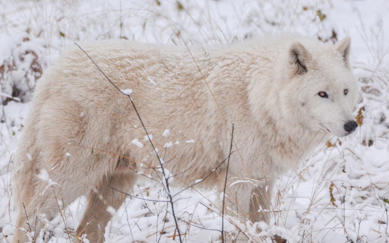 西伯利亚巨源雪狼图片图片
