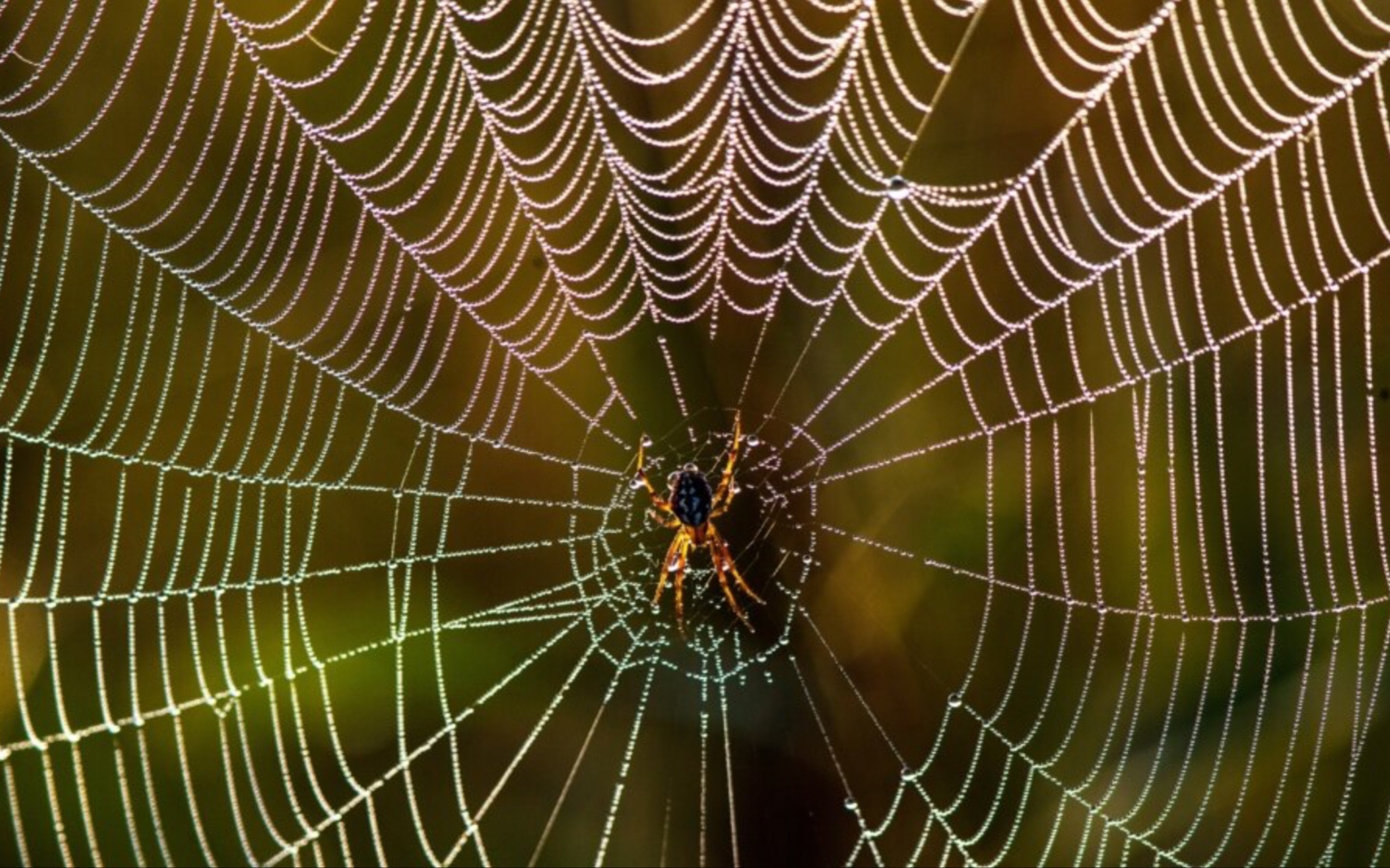 磁力蜘蛛网_磁力蜘蛛网址CSDN博客（磁力蜘蛛怎么回事了）