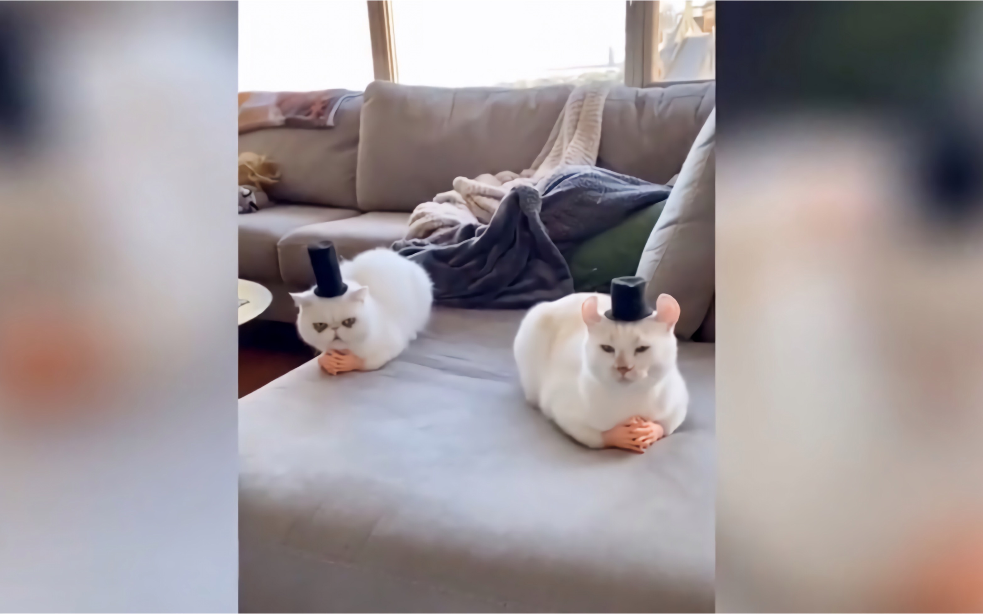 动物爆笑场面合集,沙雕不分物种,一个比一个搞笑,都快成精了啊