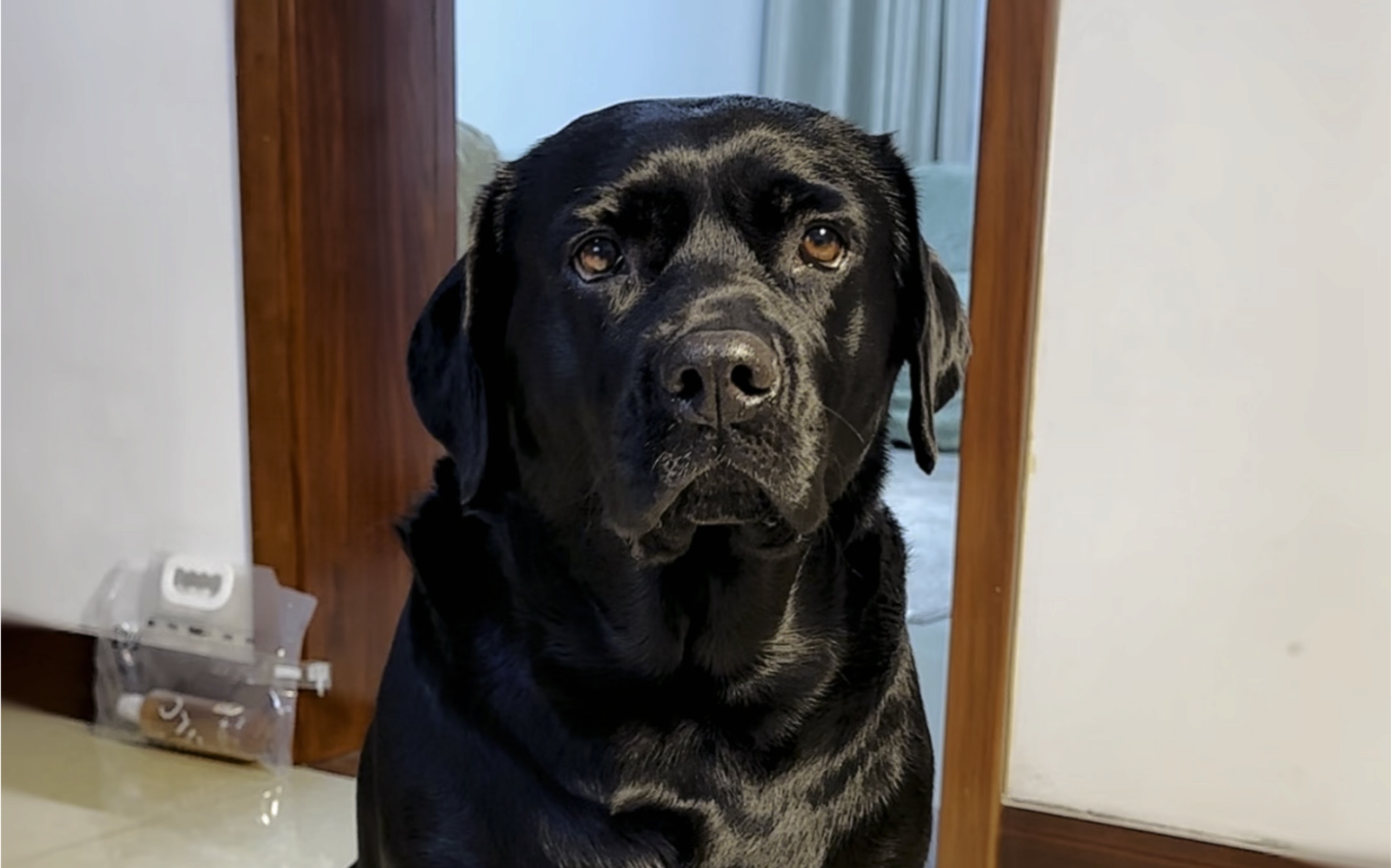 创作灵感 普通人家养的拉布拉多一顿要花多少钱?