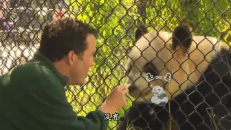 走近多伦多动物园的大熊猫