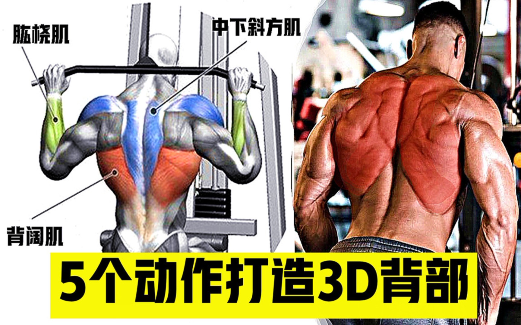 打造宽厚的3D背部 | 最好的5个背部训练动作_哔哩哔哩_bilibili
