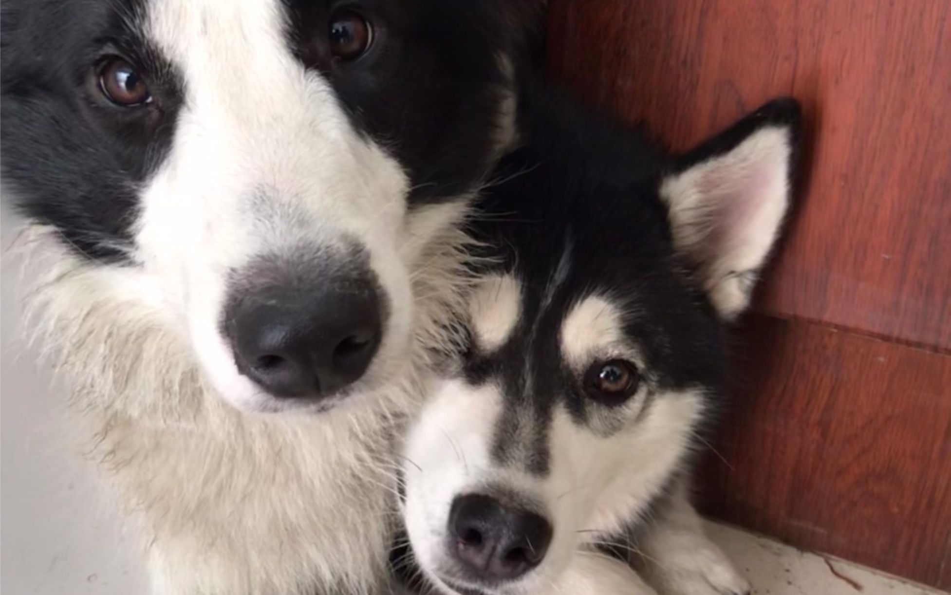 边牧把哈士奇当羊了吧!太治愈哒!