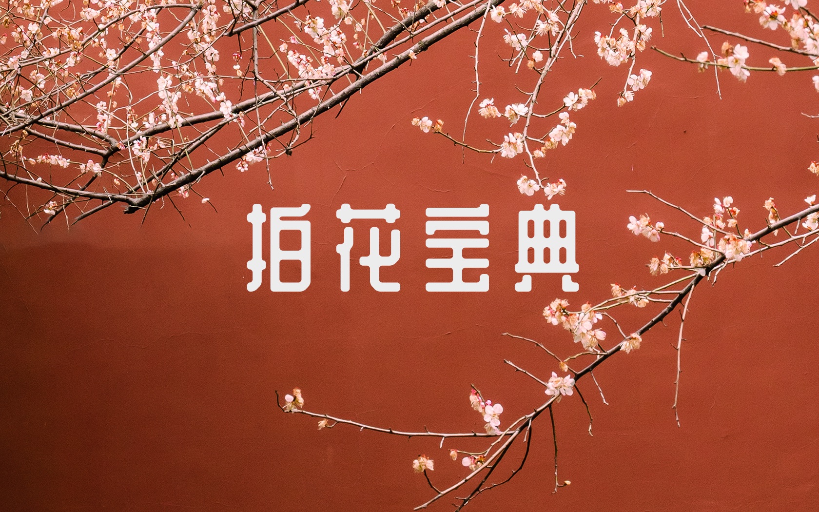 【摄影干货】保姆级拍花宝典，奶奶看了都直呼简单！｜Vol.050 哔哩哔哩