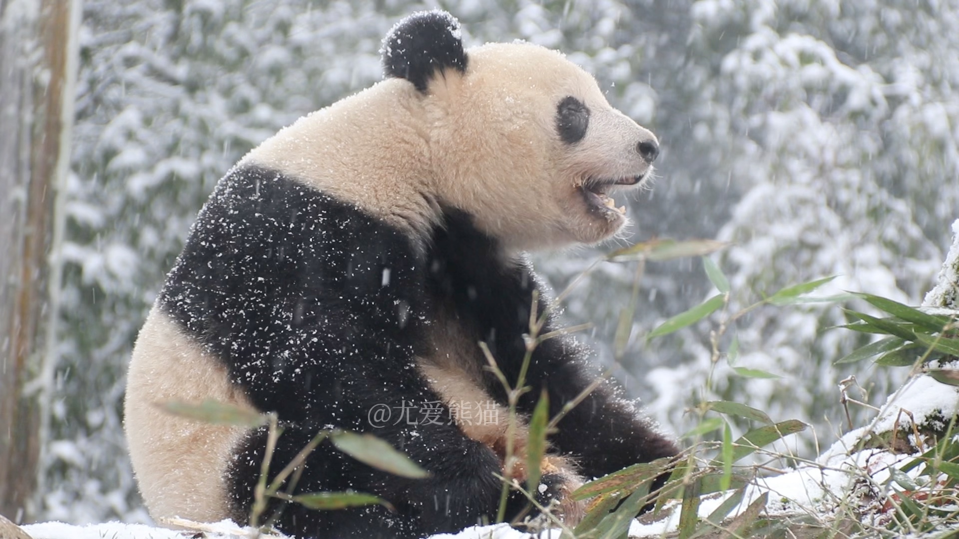 如“雪中有佳人,娇容绝红尘”!新年快乐!香香公主.哔哩哔哩bilibili